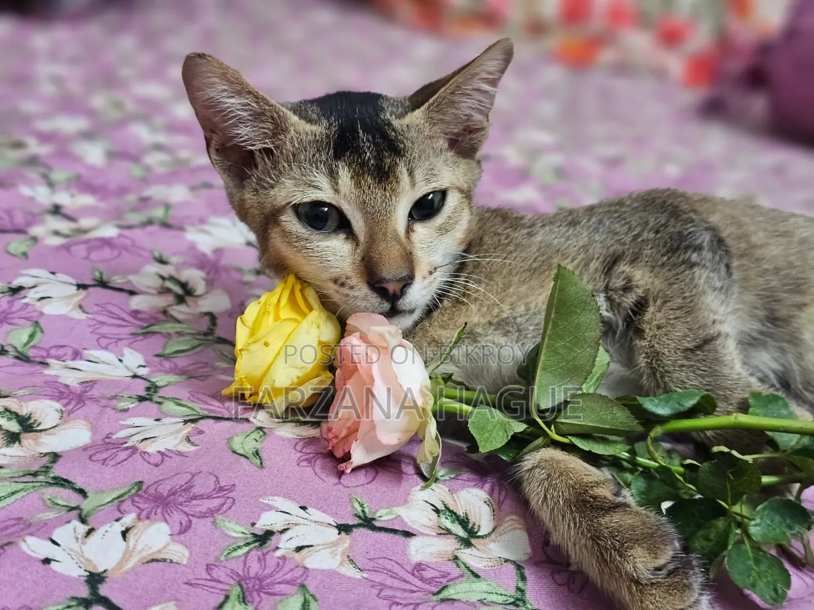 1-3 Months Male Mixed Breed Cat