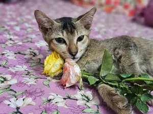1-3 Months Male Mixed Breed Cat