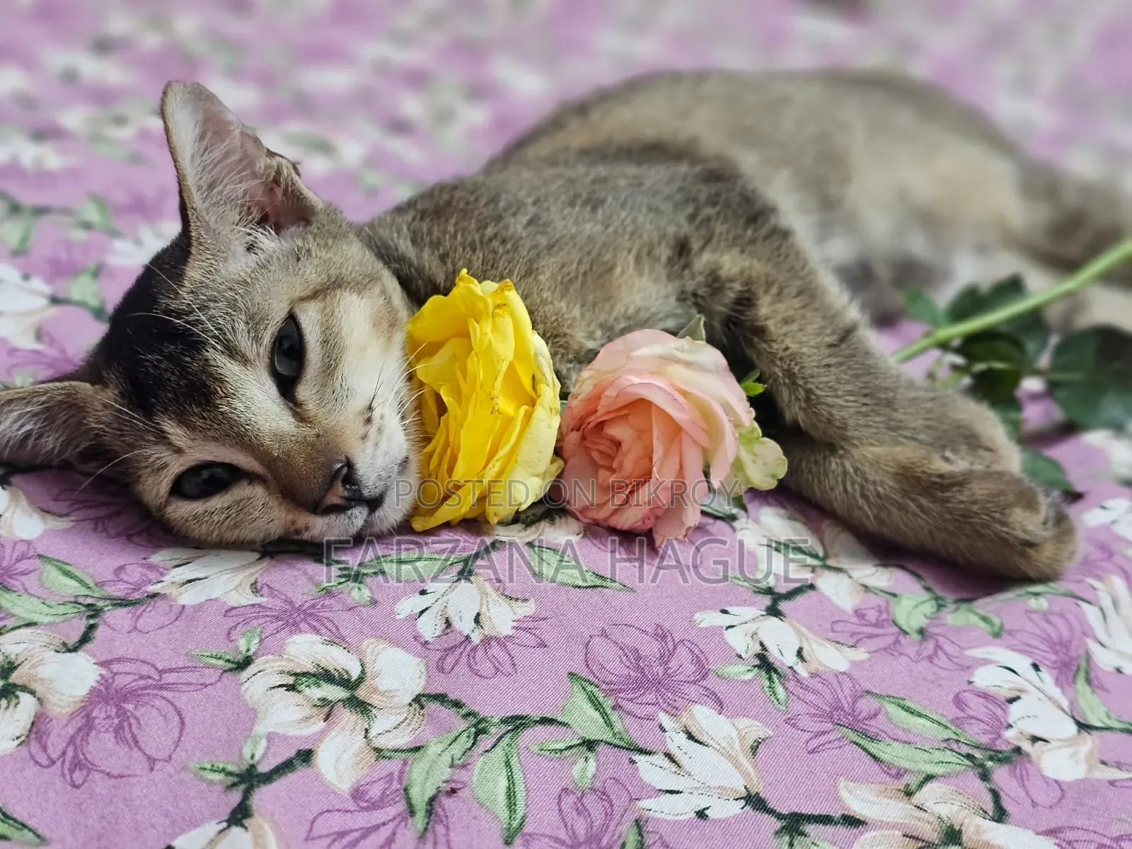 1-3 Months Male Mixed Breed Cat