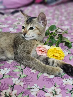 1-3 Months Male Mixed Breed Cat