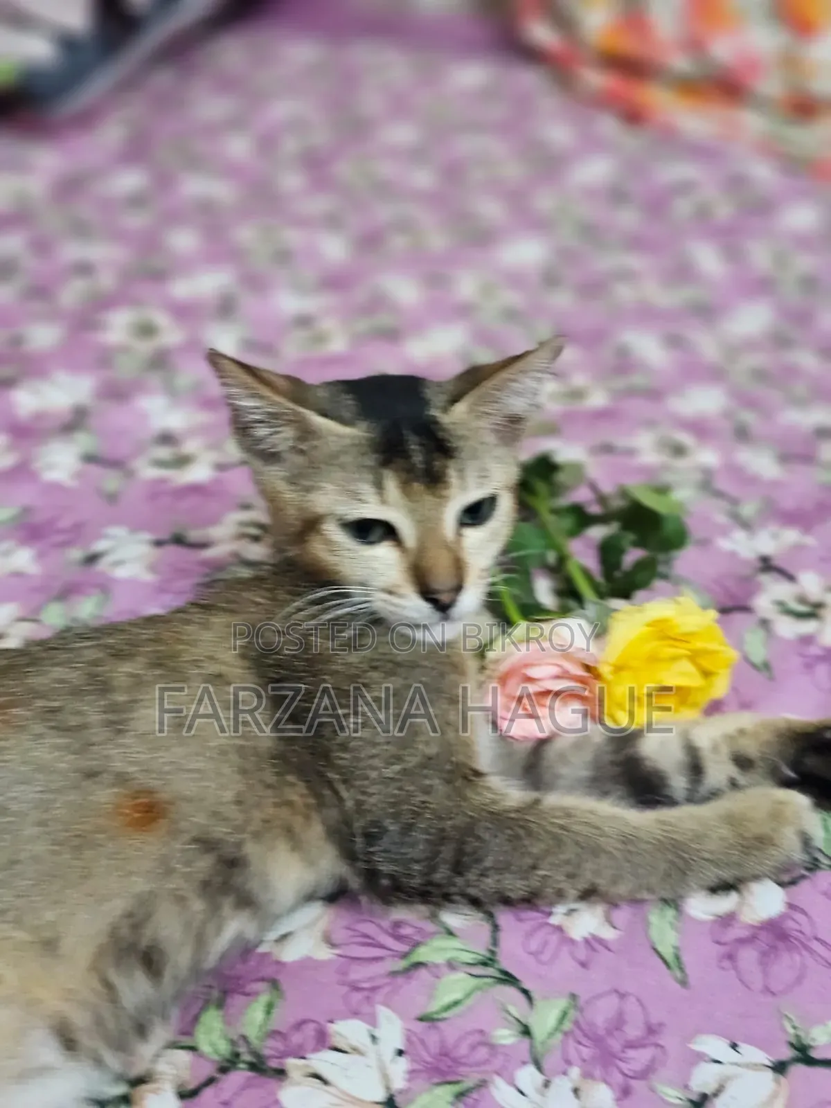 1-3 Months Male Mixed Breed Cat