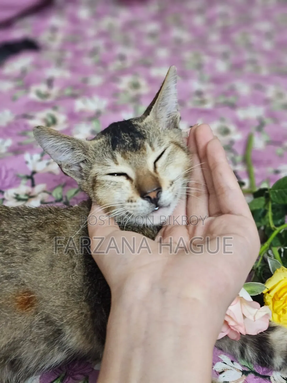 1-3 Months Male Mixed Breed Cat