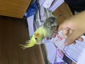 Cockatiel Bird
