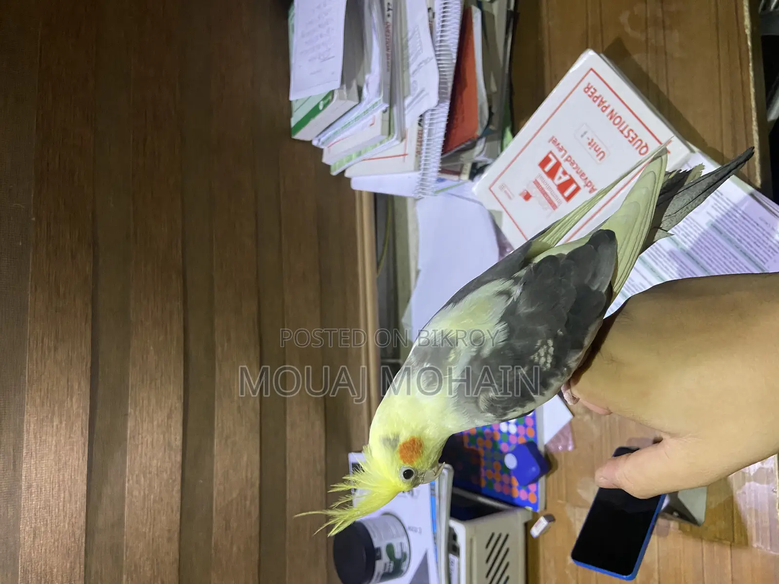 Cockatiel Bird