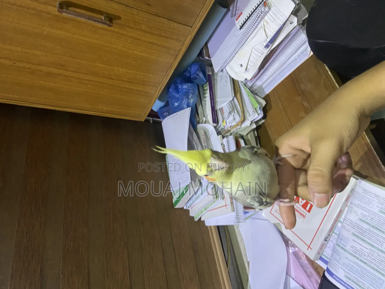 Cockatiel Bird