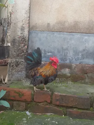 সেরমা মুরগা