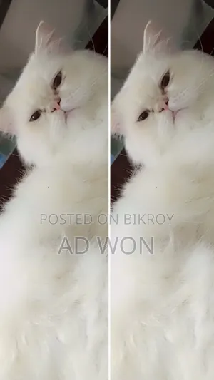 6-12 Months Male Purebred Cat