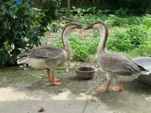 2 Large Size Geese for Sale