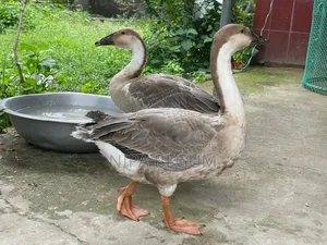 2 Large Size Geese for Sale