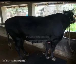 কোরবানির জন্য তাজা ও স্বাস্থ্যবান গরু --সরাসরি খামার থেকে