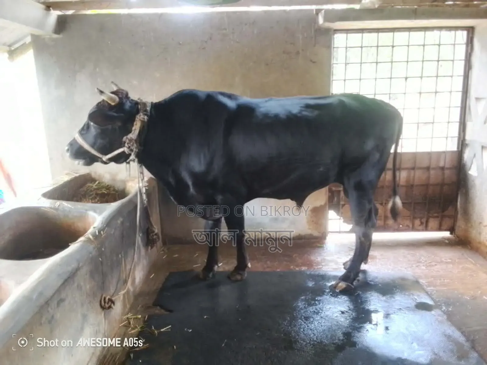 কোরবানির জন্য তাজা ও স্বাস্থ্যবান গরু --সরাসরি খামার থেকে