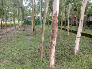 জমি ১১.৫ শতাংশ