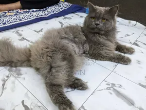 1+ Year Male Purebred Persian