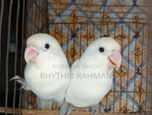 Love Bird Albino Fischer