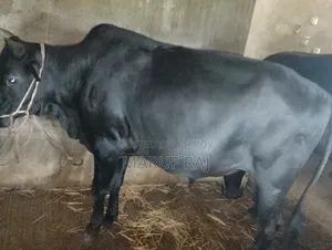 কোরবানির জন্য গরু বিক্রয় করা হবে।