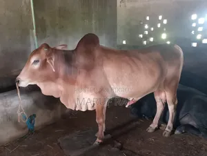 কোরবানির জন্য গরু বিক্রয় করা হবে।