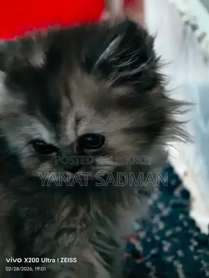 1-3 Months Female Purebred Persian