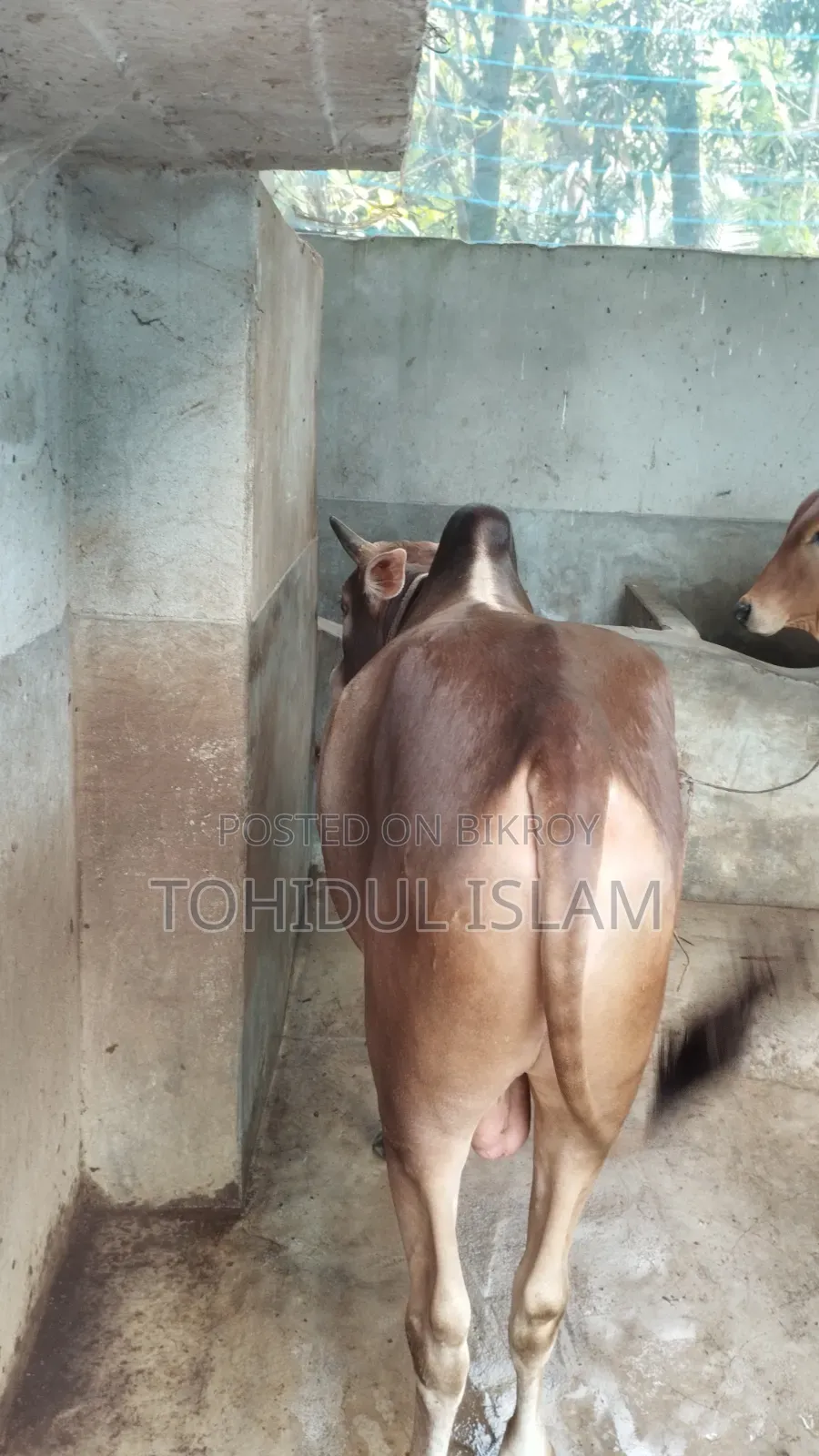 Qurbani Cow for Sale