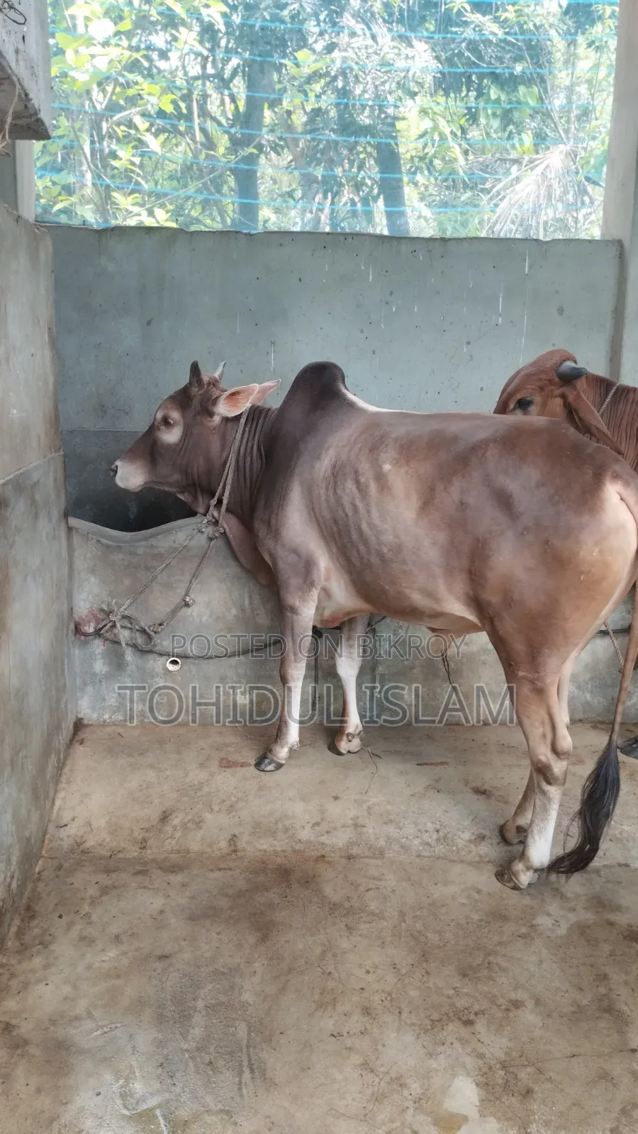 Qurbani Cow for Sale