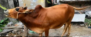 কোরবানি উপযোগী গরু