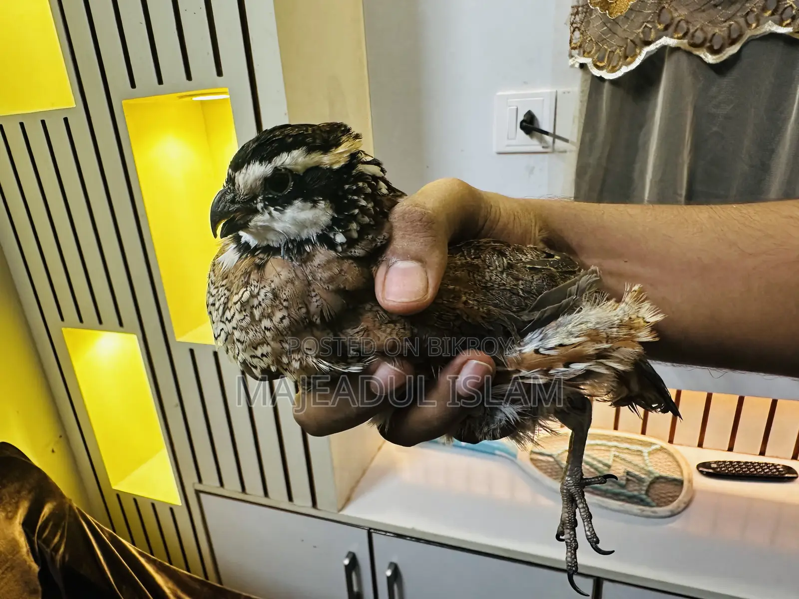 Full adult Bobwhite quail for sale – healthy and breeding ready