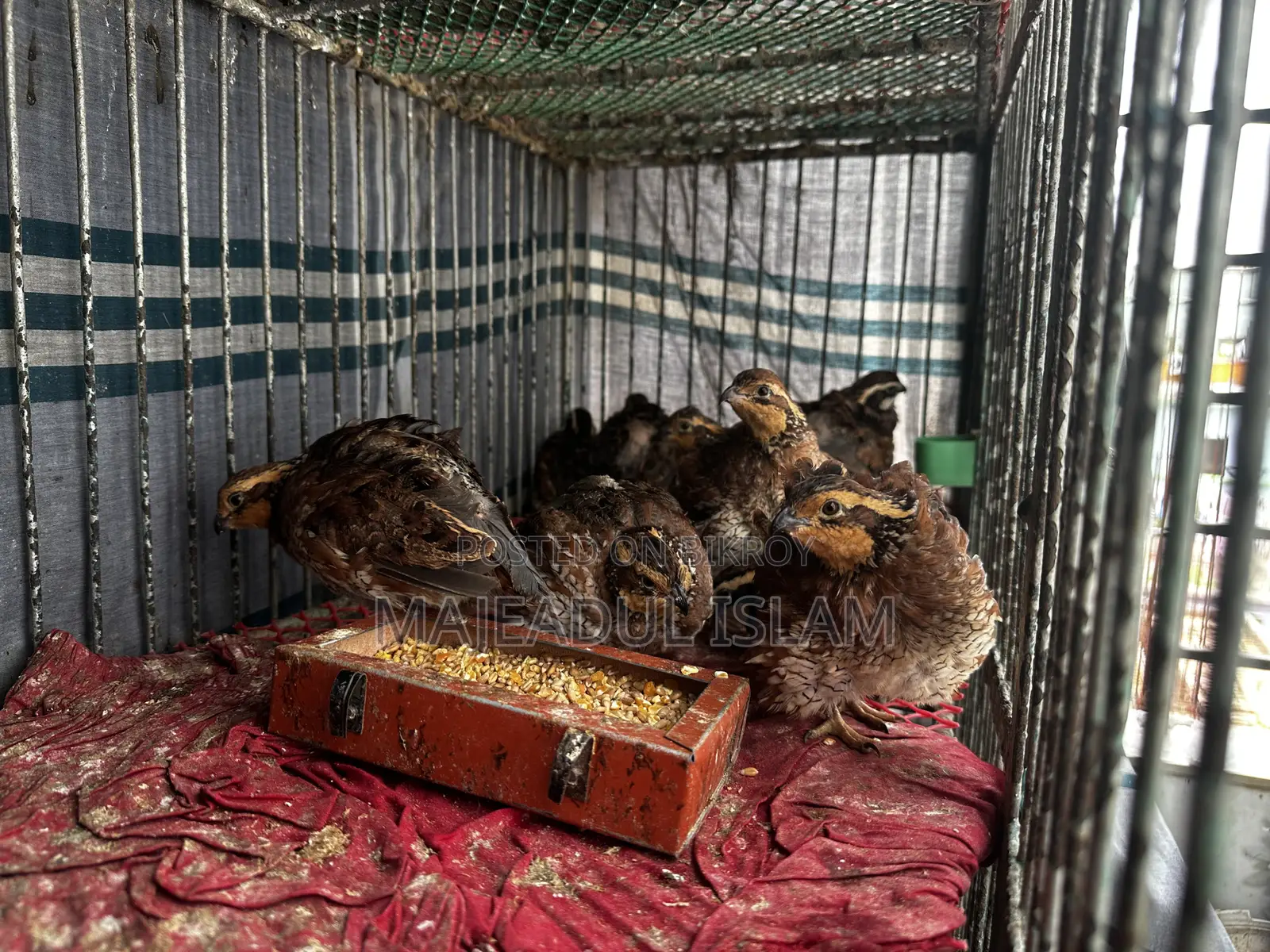Full adult Bobwhite quail for sale – healthy and breeding ready
