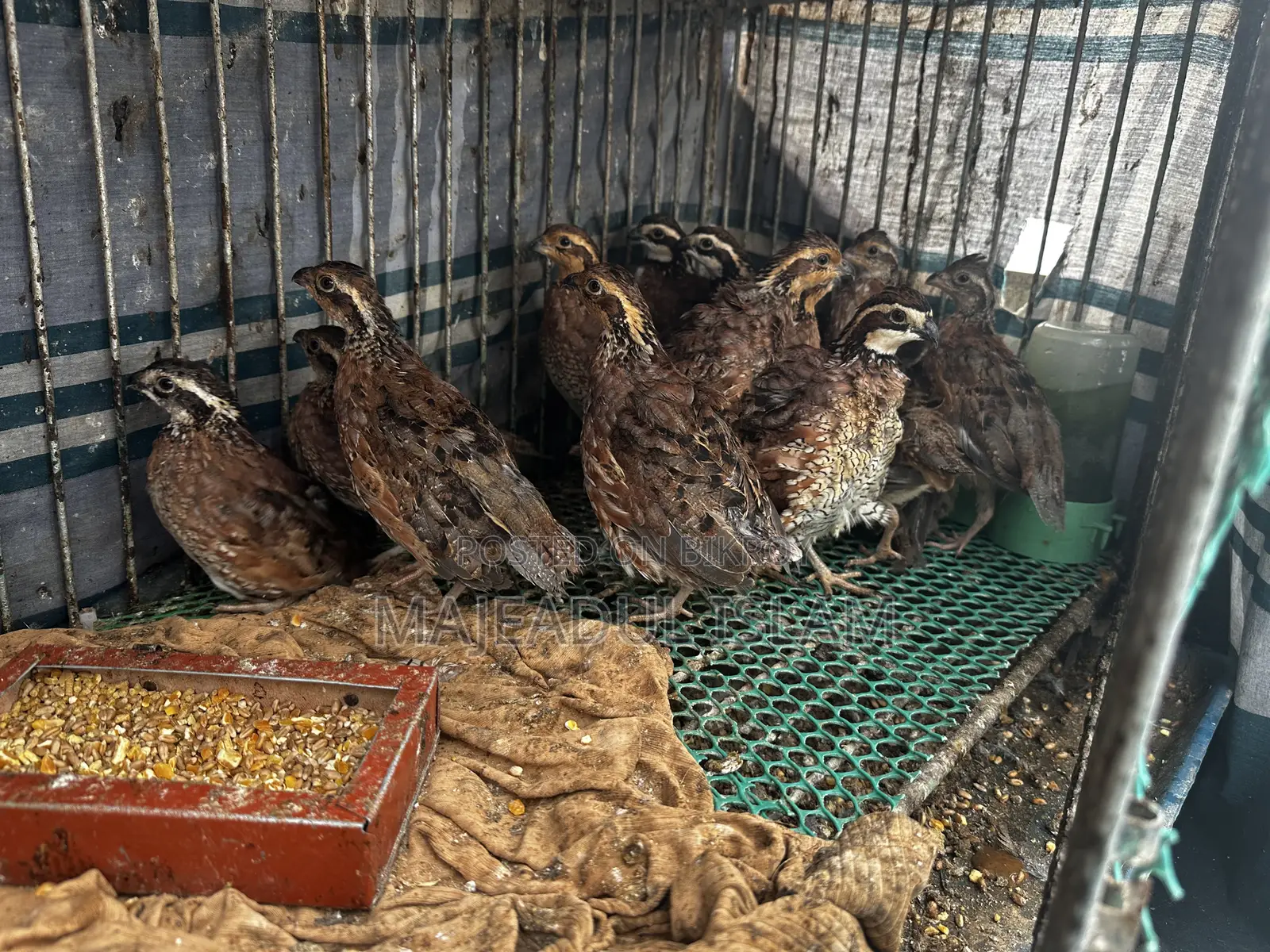 Full adult Bobwhite quail for sale – healthy and breeding ready