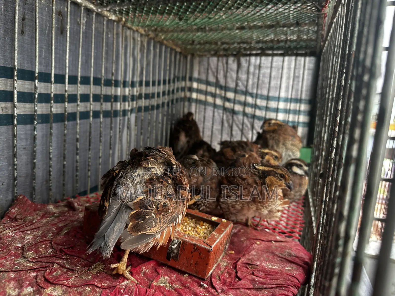 Full adult Bobwhite quail for sale – healthy and breeding ready