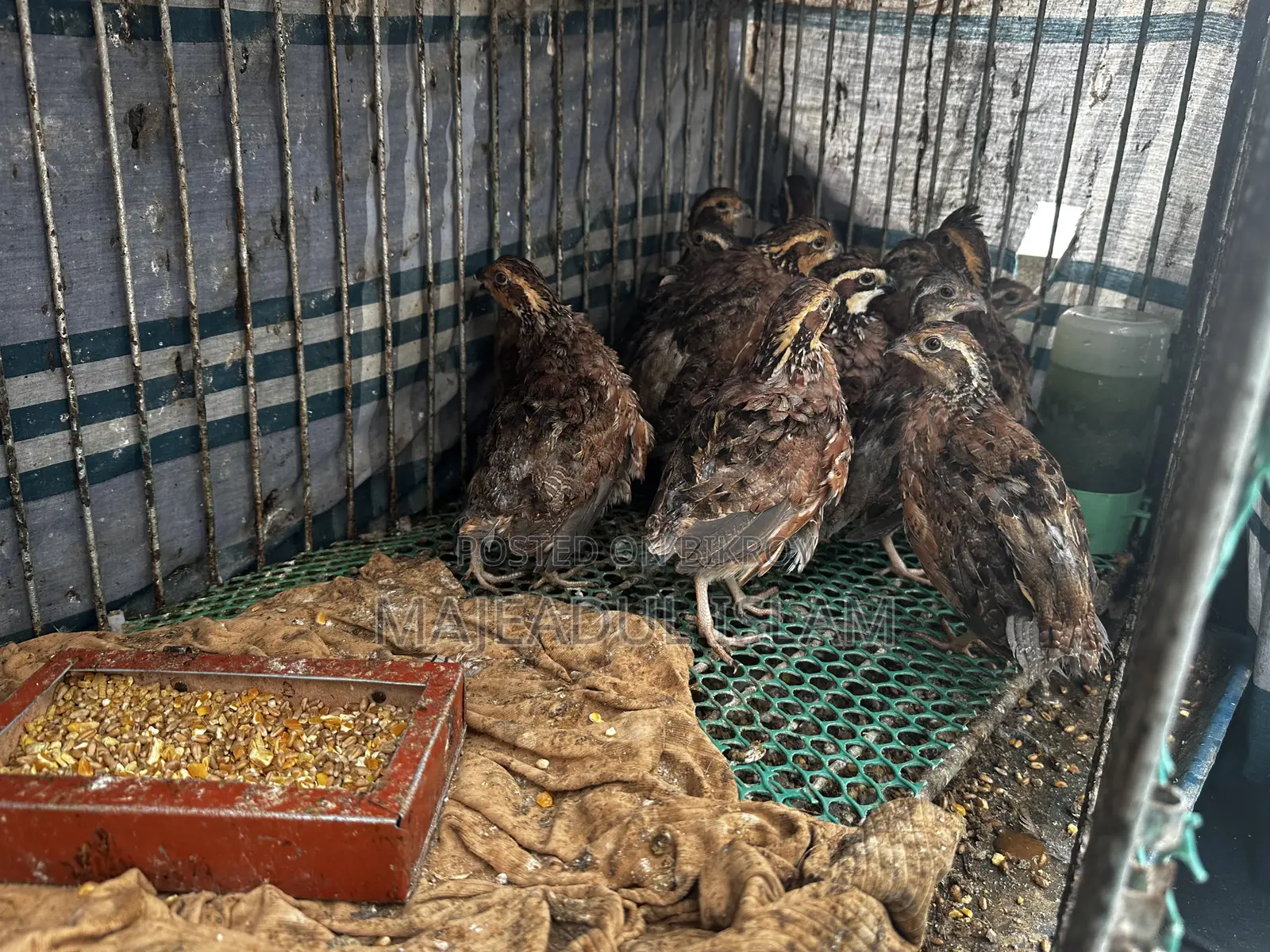 Full adult Bobwhite quail for sale – healthy and breeding ready