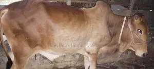 লাল পুরুষ ষাঁড় (জীবন্ত ওজন (প্রায়) : ৪৩০ কেজি)