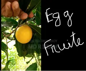 90 decimal garden house with 500 local and foreign fruit trees