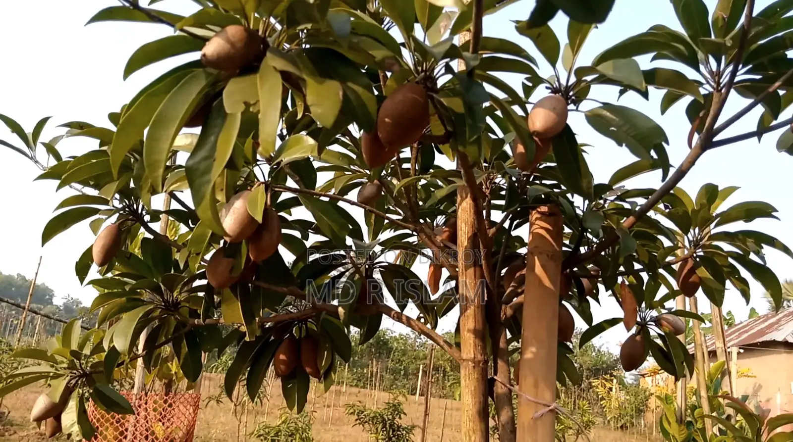 90 decimal garden house with 500 local and foreign fruit trees