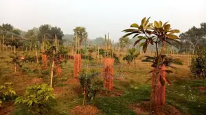 90 decimal garden house with 500 local and foreign fruit trees