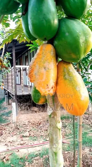 90 decimal garden house with 500 local and foreign fruit trees