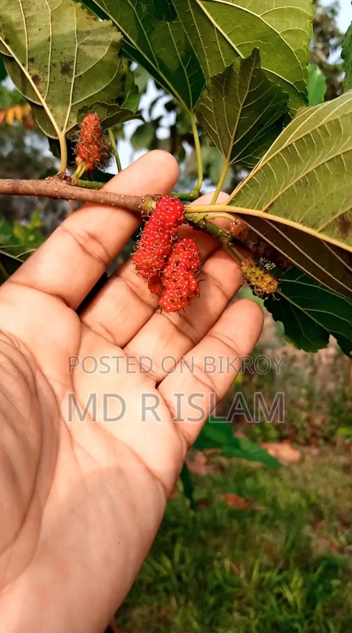 90 decimal garden house with 500 local and foreign fruit trees