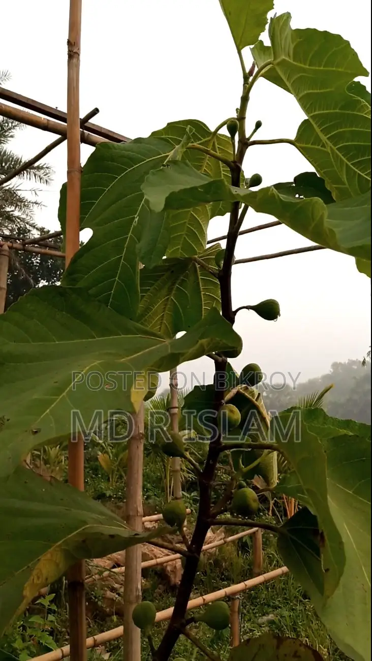 90 decimal garden house with 500 local and foreign fruit trees
