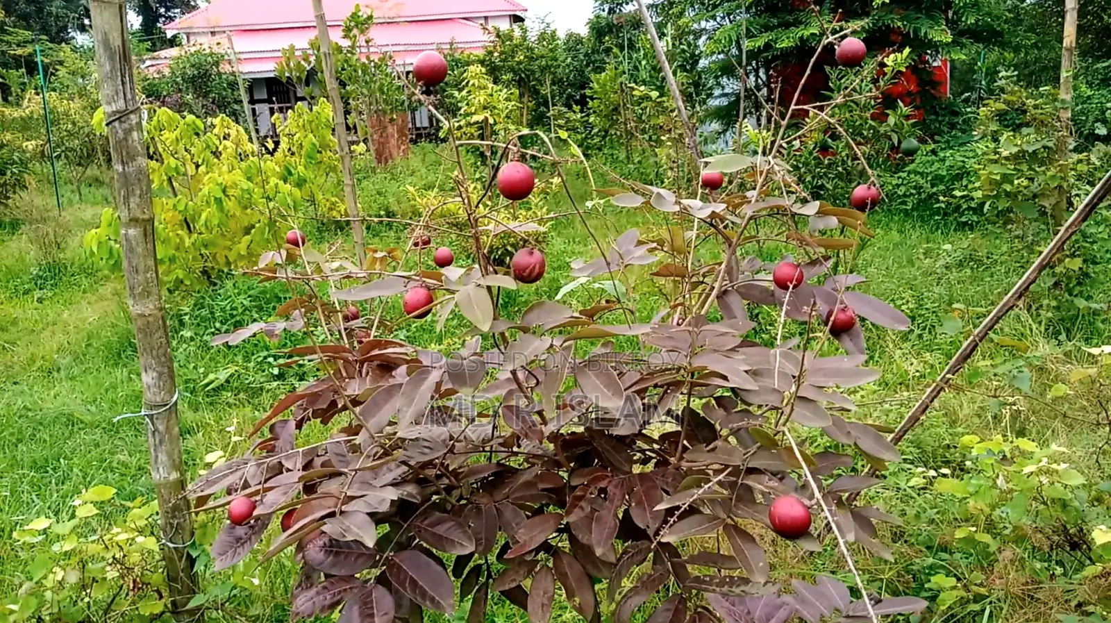 90 decimal garden house with 500 local and foreign fruit trees