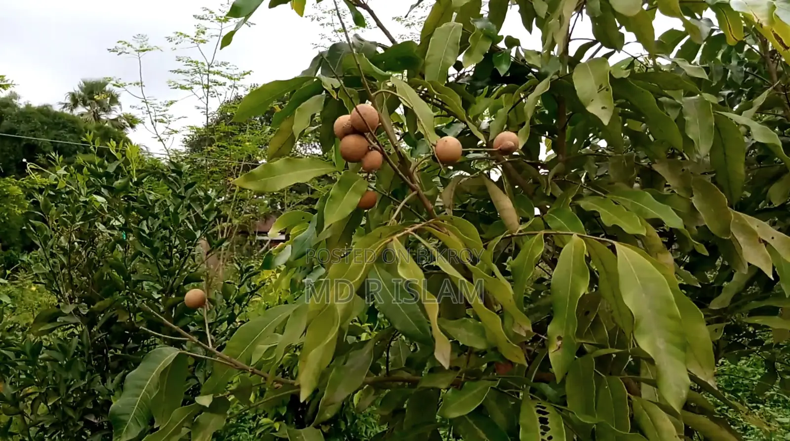 90 decimal garden house with 500 local and foreign fruit trees