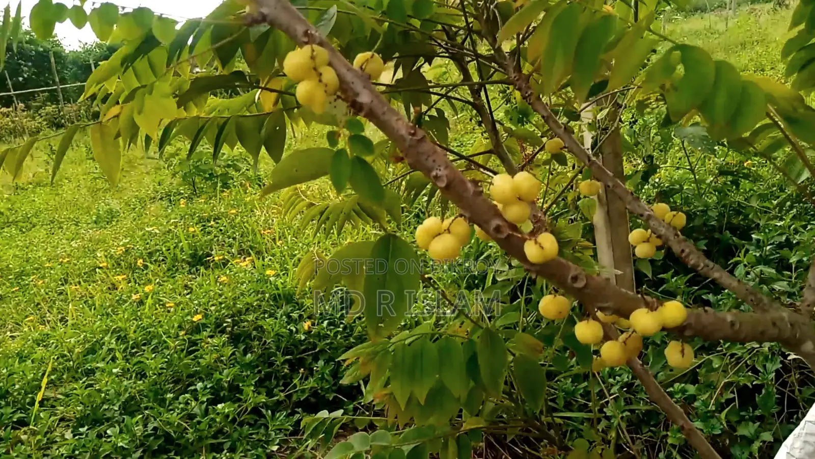 90 decimal garden house with 500 local and foreign fruit trees