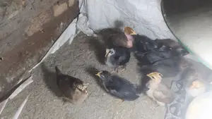 17-day-old Native Chicken Chicks