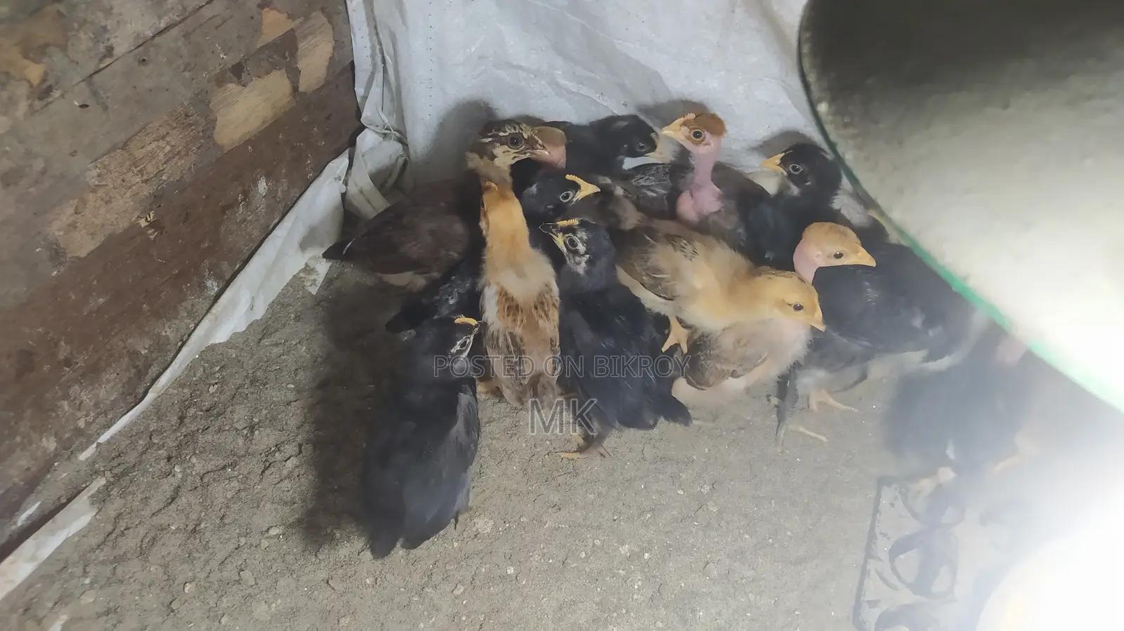 17-day-old Native Chicken Chicks