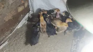 17-day-old Native Chicken Chicks