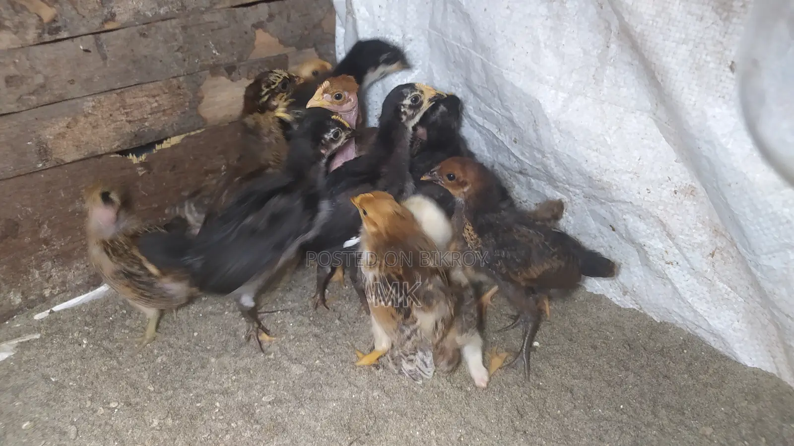 17-day-old Native Chicken Chicks