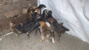 17-day-old Native Chicken Chicks