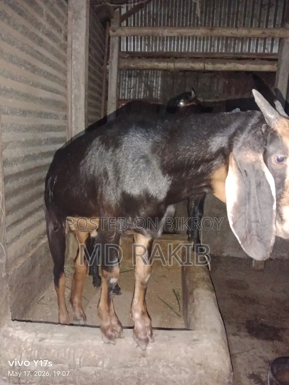 খাসি বিক্রি হবে