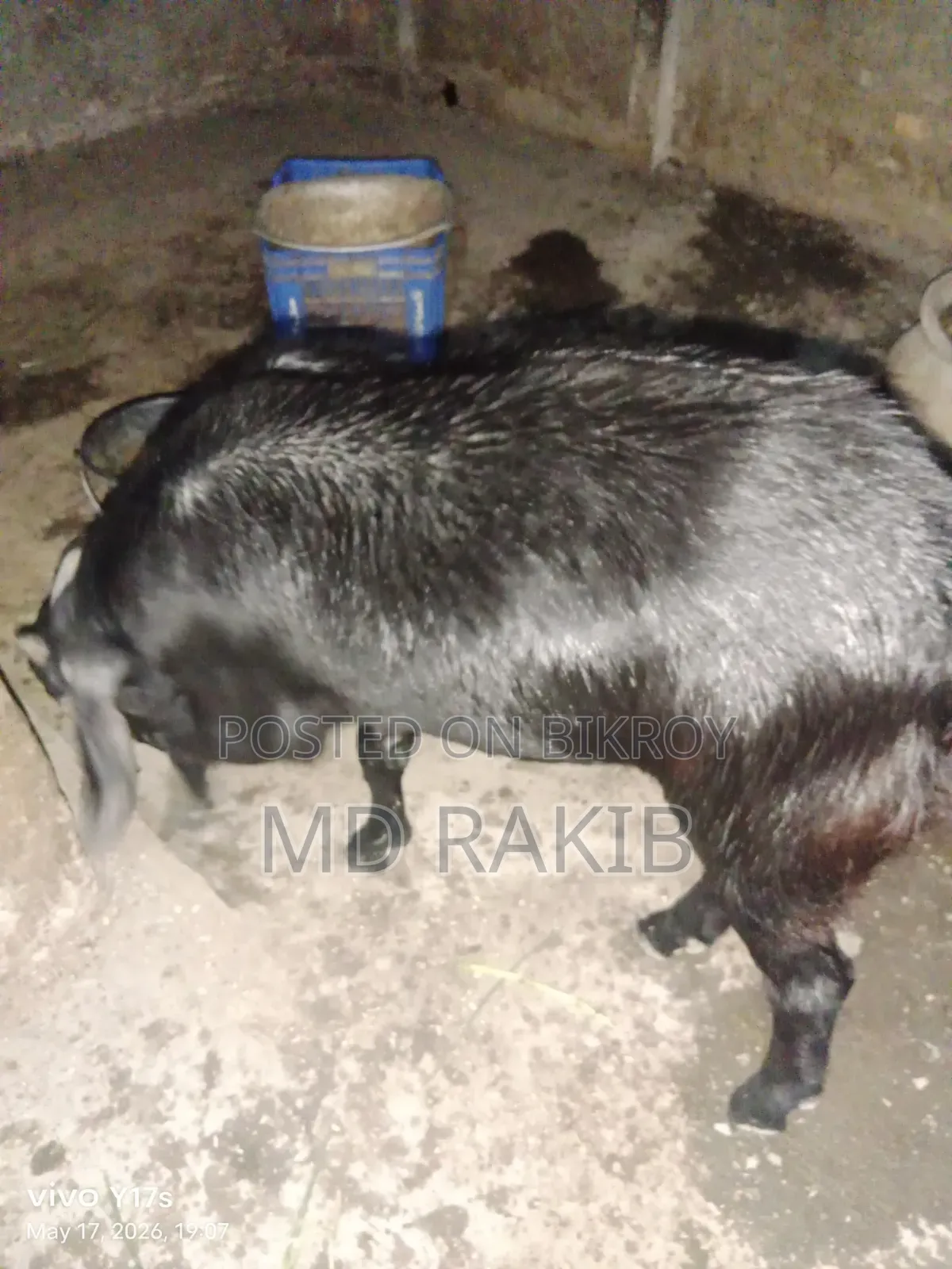 খাসি বিক্রি হবে