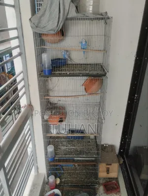 Love Bird Master Pair 2pair Jp Badgi