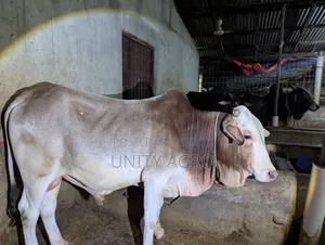 শাহীওয়াল গরু বিক্রি করা হবে