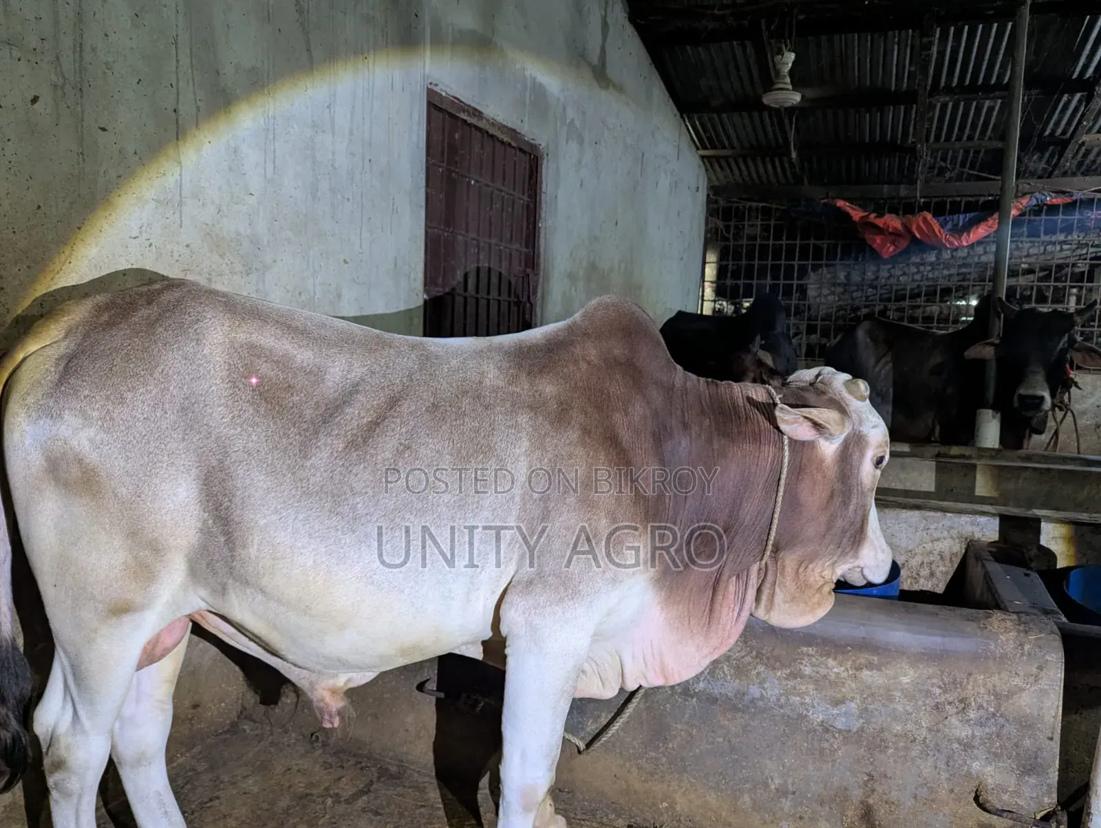 শাহীওয়াল গরু বিক্রি করা হবে