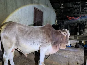 শাহীওয়াল গরু বিক্রি করা হবে